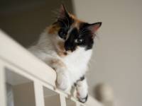 cool cat on the stairs