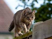 cat on a banister